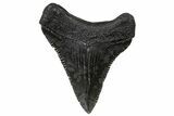 Serrated, Juvenile Megalodon Tooth - South Carolina #302167-1